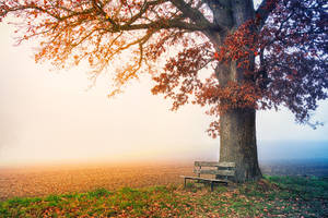 Most Beautiful Desktop Bench And Tree Wallpaper