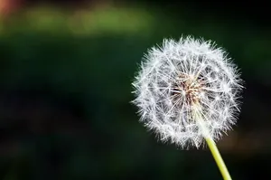 Most Beautiful Desktop Dandelion Close-up Wallpaper