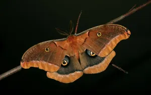 Moth Brown On Thin Branch Wallpaper