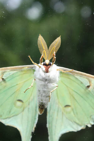 Moth Green And White Flying Wallpaper
