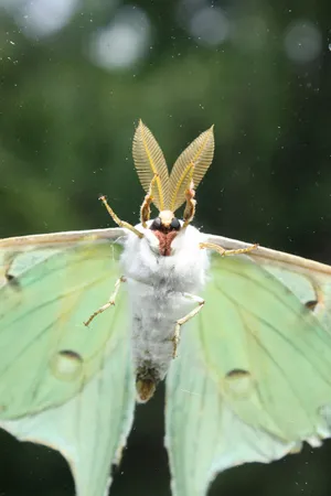 Moth Green And White Flying Wallpaper