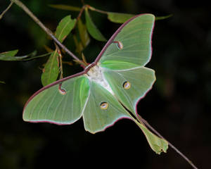 Moth Mimicry Next To Leaves Wallpaper