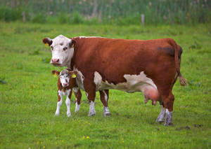 Mother Cow And Her Calf Bonding Wallpaper
