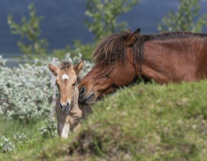 Mother Horse Kissing Baby Foal Wallpaper