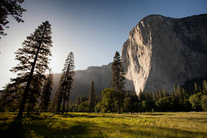 Mountain And Pine Trees Hd Landscape Desktop Wallpaper