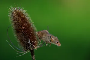 Mouse On A Dried Flower Wallpaper