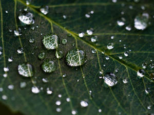 Moving Water Droplets Wallpaper