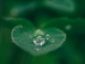 Moving Water On A Leaf Wallpaper