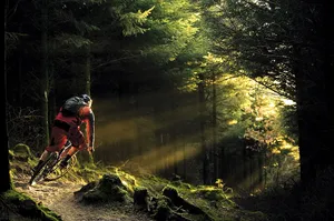 Mtb Rider Forest Sunlight Wallpaper