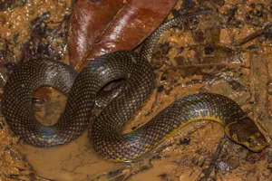 Mud Snake In Muddy Water Wallpaper