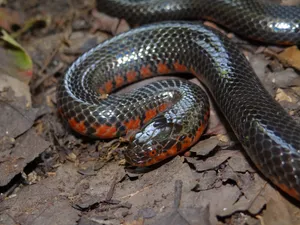 Mud Snake With A Short Head Wallpaper