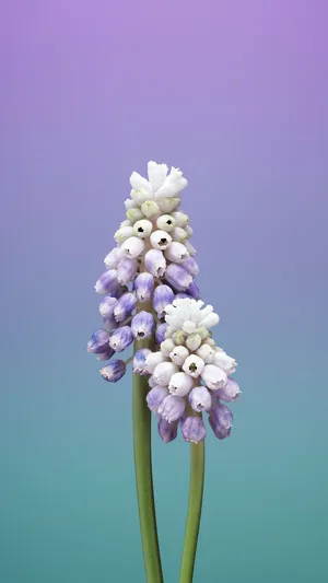 Muscari Violet Apple Flower Wallpaper