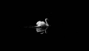 Mute Swan In Low Light Photography Wallpaper