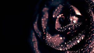 Mysterious Black Rose In Full Bloom Wallpaper