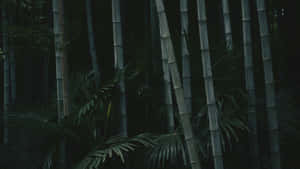 Mystical_ Bamboo_ Grove_ H D Wallpaper