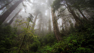 Mystical Forest In The Fog Wallpaper