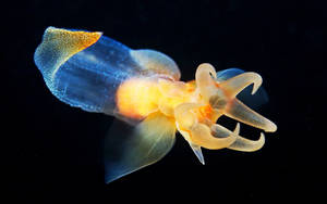 Naked Sea Butterfly Calamari Wallpaper