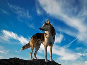 National Geographic Desktop Is On Top Wallpaper