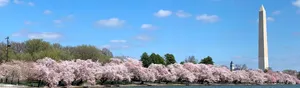 National Mall Cherry Blossom Wallpaper