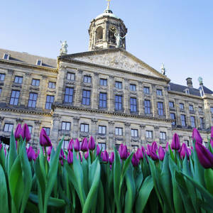 National Tulip Day In Amsterdam Wallpaper