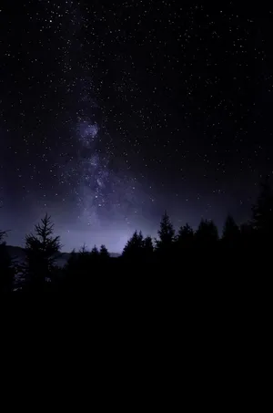 Natural Dark Forest With Starry Sky Wallpaper