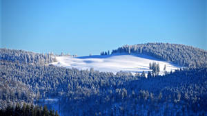 Natural Forest Field Winter Aesthetic Wallpaper