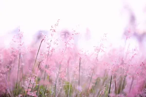 Nature 4k Pink Flowers Wallpaper