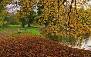 Nature And Pond During Fall Or Autumn Wallpaper