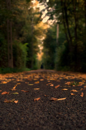 Nature Blur Backwood Road Wallpaper