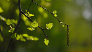 Nature Blur Caterpillar Wallpaper