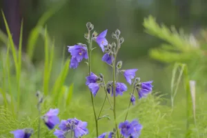 Nature Blurred Taimyr Field Wallpaper