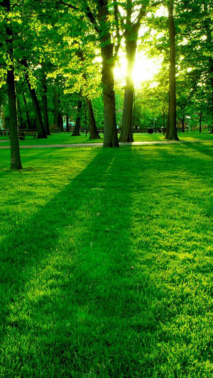 Nature Phone Grass Park Wallpaper