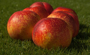 Nectarine Fruit On Grass Wallpaper