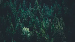 “nestled In The Dark Green Forest” Wallpaper