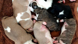 New Born Puppies Wallpaper