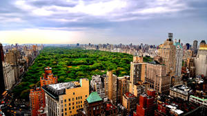 New York Hd Verdant Central Park Wallpaper