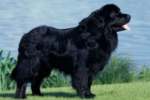 Newfoundland Dog On Top Of A Hill Wallpaper