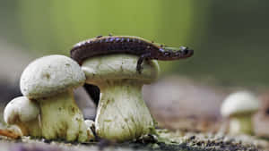 Newt Restingon Mushrooms Wallpaper