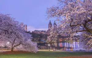 Night Spring Park New York Computer Wallpaper
