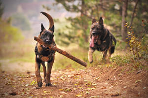 Noble German Shepherd Holding A Stick Wallpaper