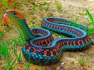 Non-venomous California Red-sided Garter Snake Wallpaper