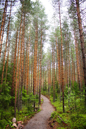 Noormarkku Finland Forest Wallpaper