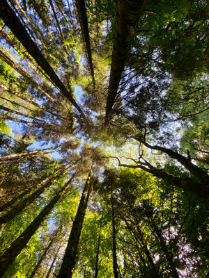 Northern Ireland Forest Pine Trees Wallpaper