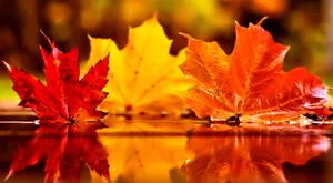 November Fall Leaves Close-up Wallpaper