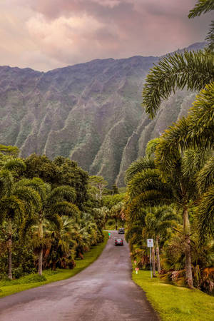 Oahu Botanical Garden During Afternoon Wallpaper