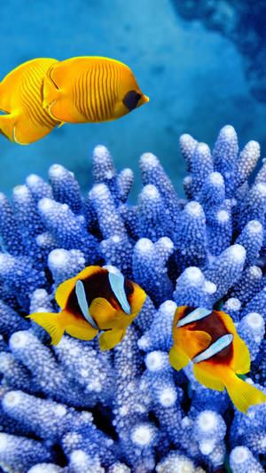 Ocean Treasure - A Vibrant Clown Fish Wallpaper