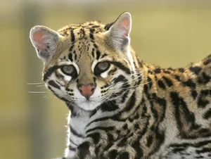 Ocelot Portrait Close Up Wallpaper