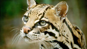 Ocelot Profile Portrait Wallpaper