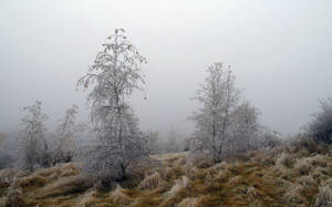 October Fog Frost Trees Wallpaper