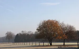 October Morning Field Trees Wallpaper